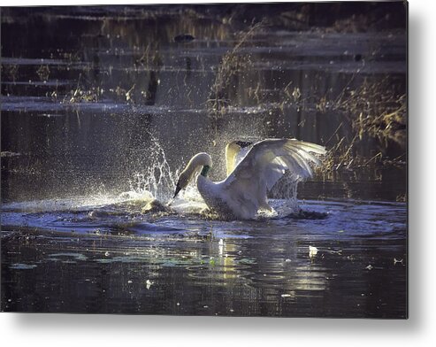 Trumpeter Swans Metal Print featuring the photograph Fighting Swans Boxley Mill Pond by Michael Dougherty