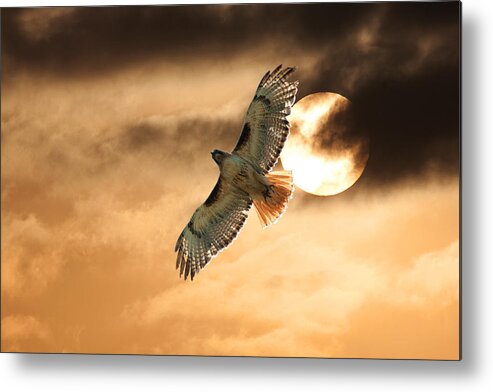 Raptor Photograph; Raptor Canvas Print Metal Print featuring the photograph Firebird by Jim Garrison