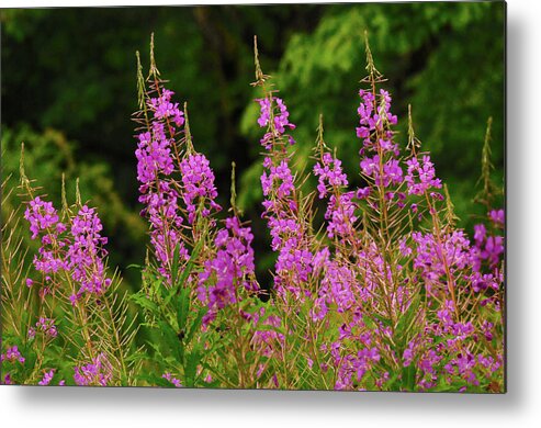 Colorful Metal Print featuring the photograph Fireweed, Nisqually National Wildlife by Michel Hersen