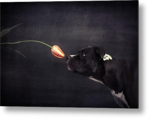 Studio Metal Print featuring the photograph First Approach - Hildegard And The Tulip by Heike Willers