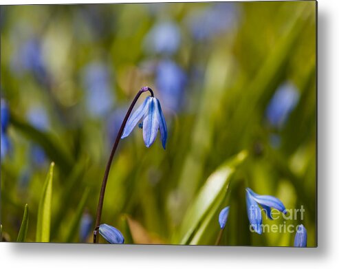Spring Flowers Metal Print featuring the photograph First Bloom by Dan Hefle