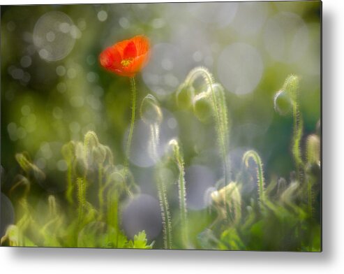 Botanical Metal Print featuring the photograph First Burst by Richard Piper