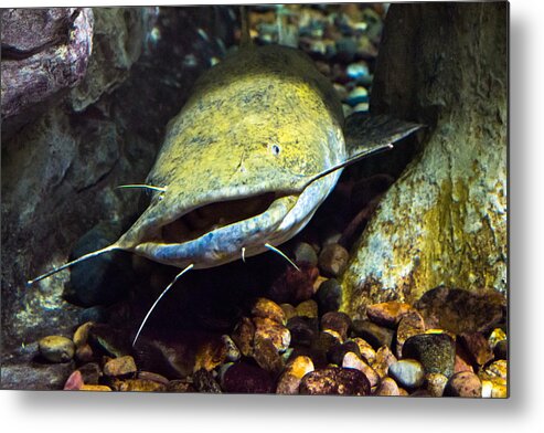 Bill Pevlor Metal Print featuring the photograph Fish Lips by Bill Pevlor
