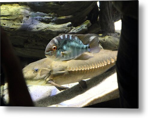 Inner Metal Print featuring the photograph Fish - National Aquarium in Baltimore MD - 1212126 by DC Photographer