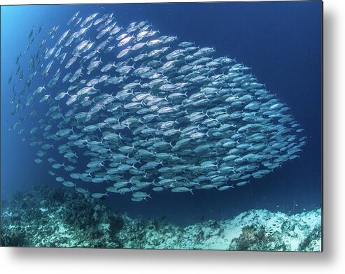 Underwater Metal Print featuring the photograph Fish School by Paul Cowell Photography
