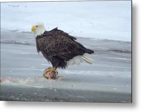 Eagle Metal Print featuring the photograph Fisherman by Bonfire Photography