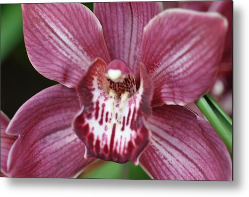 Magents Metal Print featuring the photograph Five Leaf Orchid by Sue Morris