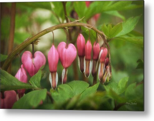Five Little Hearts Metal Print featuring the photograph Five Little Hearts by Mary Machare