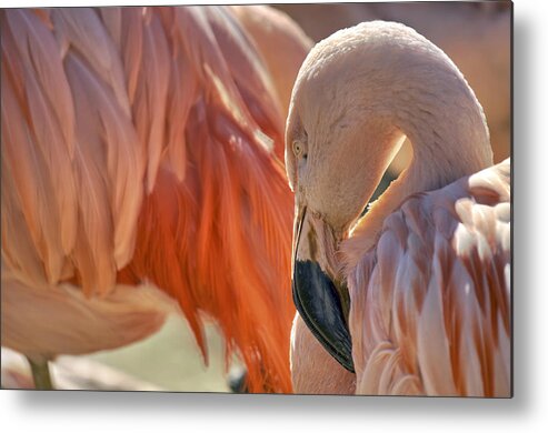 Pink Flamingo Metal Print featuring the photograph Flamboyant Pink Flamingo by Jason Politte