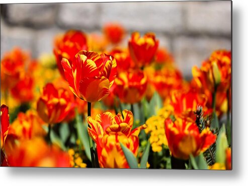 Tulips Metal Print featuring the photograph Flame Garden by Katherine White
