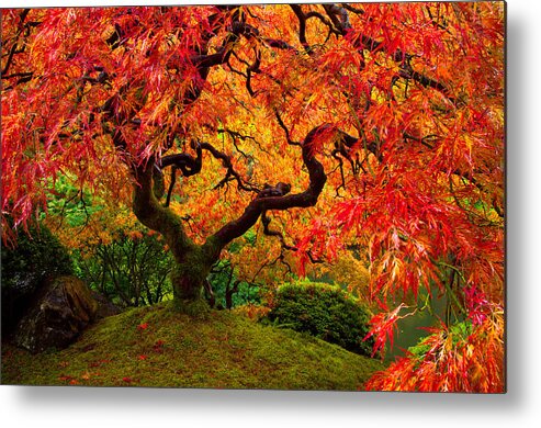 Portland Metal Print featuring the photograph Flaming Maple by Darren White