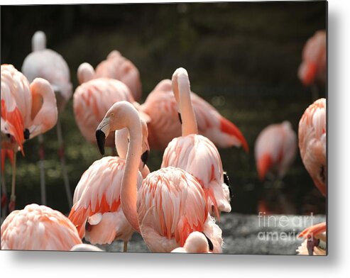 Birds Metal Print featuring the photograph Flamingo by Edward R Wisell