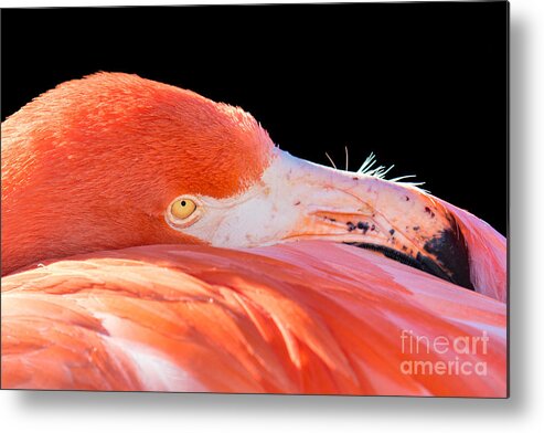 Flamingo Metal Print featuring the photograph Flamingo by Mimi Ditchie