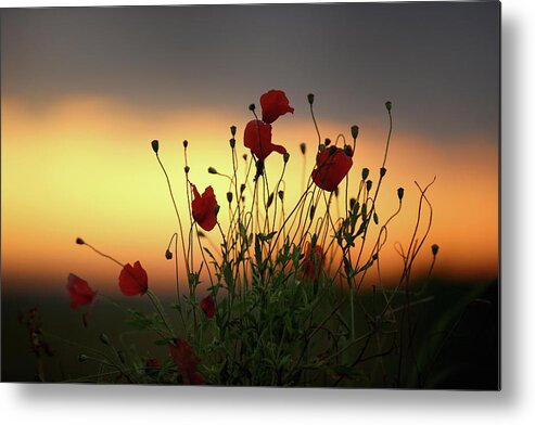 Belgium Metal Print featuring the photograph Flanders Fields 100 Years Since The by Christopher Furlong