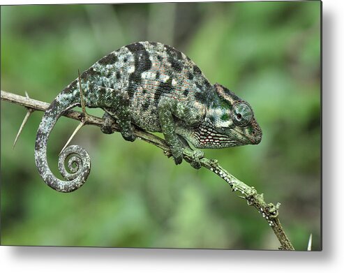 Thomas Marent Metal Print featuring the photograph Flap-necked Chameleon Female Tanzania by Thomas Marent