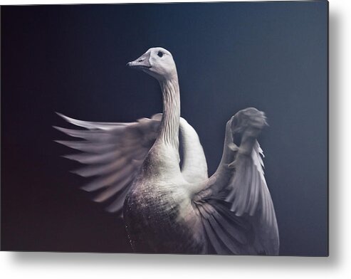 Flight Metal Print featuring the photograph Flight of Fancy by Jessica Brawley