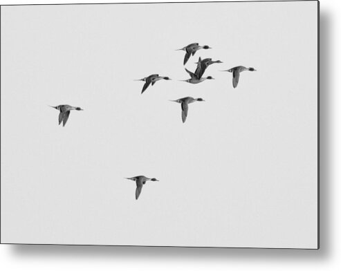 Pintail Metal Print featuring the photograph Flock of Pintails by Ward McGinnis