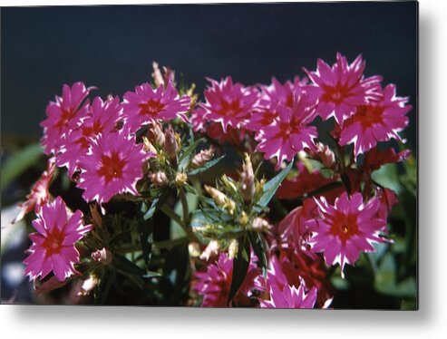 Retro Images Archive Metal Print featuring the photograph Flocks Flowers by Retro Images Archive