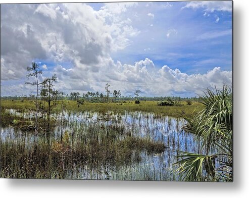 Everglades Metal Print featuring the photograph Florida Everglades 0173 by Rudy Umans