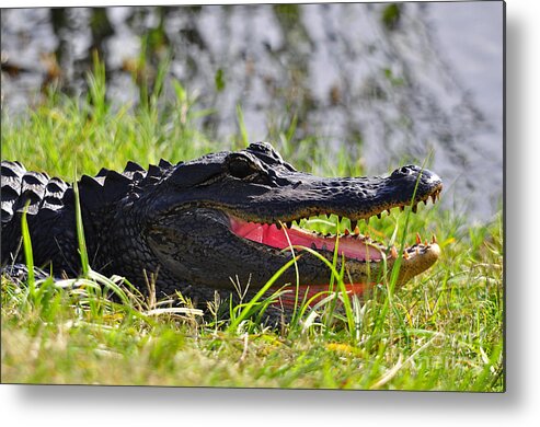American Alligator Metal Print featuring the photograph Gator Grin #1 by Al Powell Photography USA