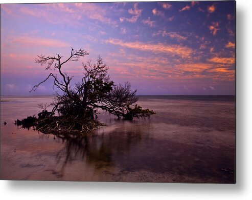 Mangrove Metal Print featuring the photograph Florida Mangrove Sunset by Michael Dawson