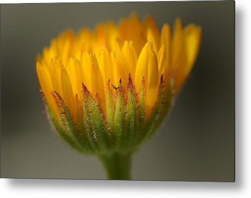 Macro Metal Print featuring the photograph Flower Awakening by Liz Mackney