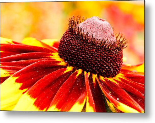 Flower Metal Print featuring the photograph Black Eyed Susan Hybrid by Ben Graham