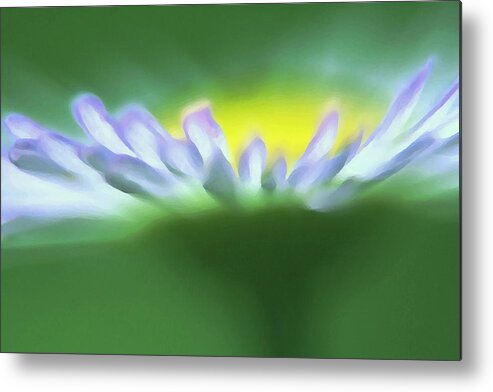 Flowers Metal Print featuring the photograph Flower Effect by Rachelle Johnston