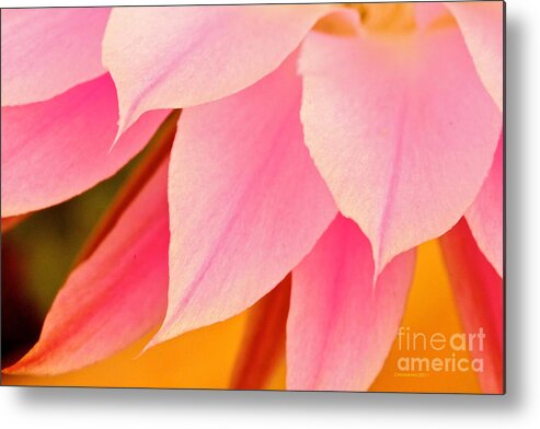 Flower Metal Print featuring the photograph Flower Feathers by Michael Cinnamond