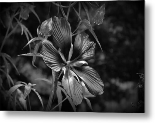 Flower In B&w Metal Print featuring the photograph Flower in B-W by Beth Vincent
