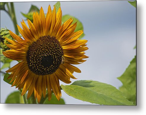 Nature Metal Print featuring the photograph Flower in the Sun by Kenneth Albin