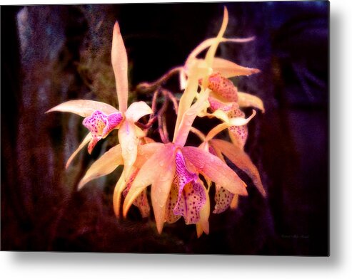 Orange Flower Metal Print featuring the photograph Flower - Orchid - Laelia - Midnight Passion by Mike Savad