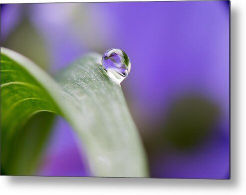 Flower Metal Print featuring the photograph Flower Petal in a Raindrop by Paul Johnson