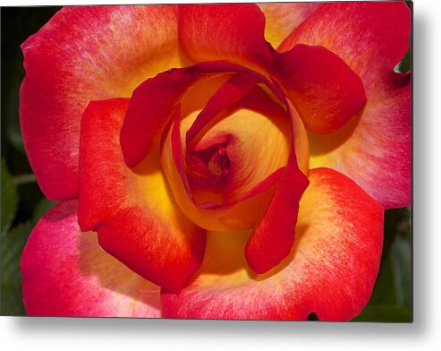 Rose Metal Print featuring the photograph Flower Power by Phyllis Denton