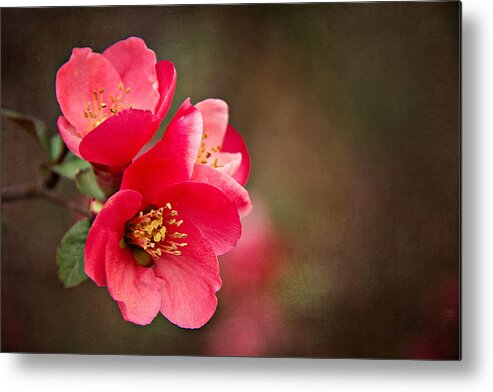  Japanese Quince Metal Print featuring the photograph Flowering Quince by Lana Trussell