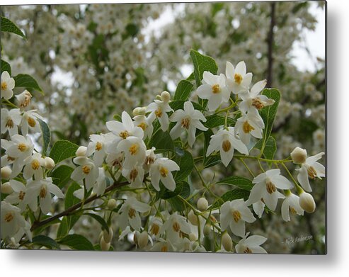 Flowering Metal Print featuring the photograph Flowering Tree by Mick Anderson