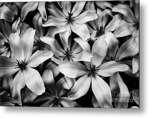 Tulipa Turkestanica Metal Print featuring the photograph Tulipa Turkestanica in Black-and-White by Dean Harte