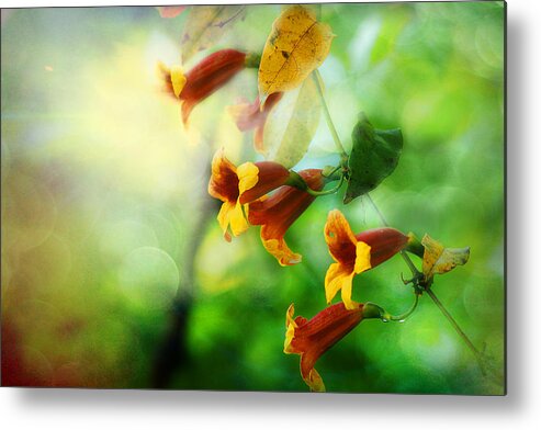 Cross Vine Metal Print featuring the photograph Flowers On The Vine by Michael Eingle