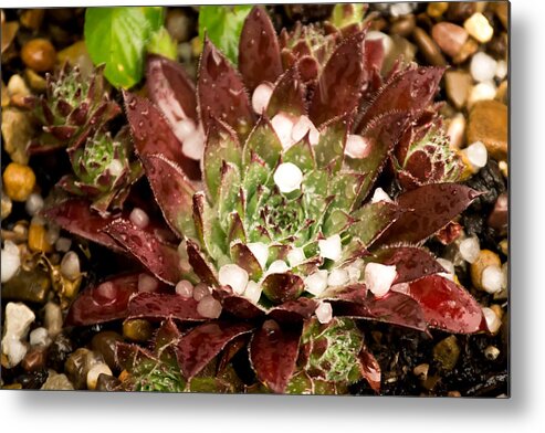 Green Metal Print featuring the photograph Flowers - Sempervivum in the hail by Scott Lyons