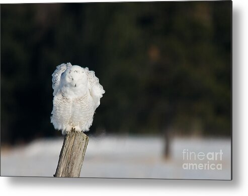 Snowy Owl Metal Print featuring the photograph Fluffing Feathers by Cheryl Baxter