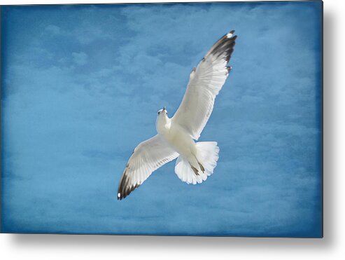 Seagull Metal Print featuring the photograph Fly high by Kelley Nelson
