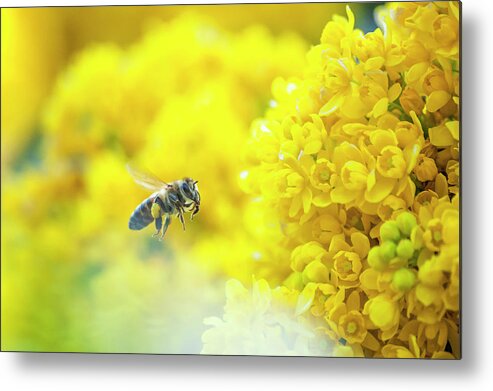 Animal Themes Metal Print featuring the photograph Flying Bee by © Turkiye