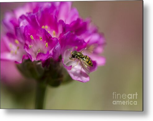 Insect Macro Metal Print featuring the photograph Flying Gem by Dan Hefle