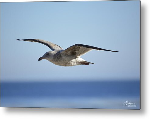 Flying Metal Print featuring the photograph Flying by Jody Lane