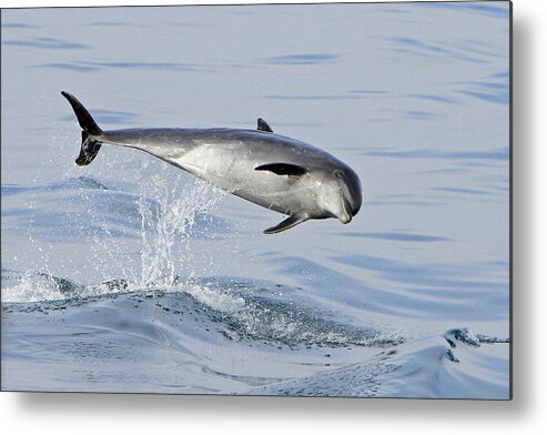 Bottlenose Dolphin Metal Print featuring the photograph Flying Sideways by Shoal Hollingsworth