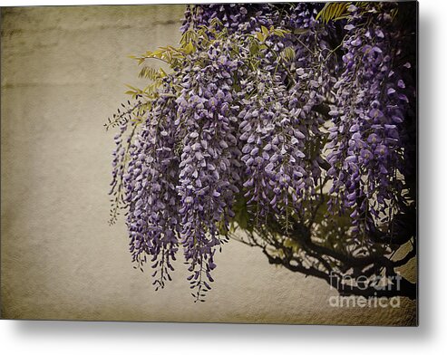 Focus Metal Print featuring the photograph Focus on Wisteria by Terry Rowe