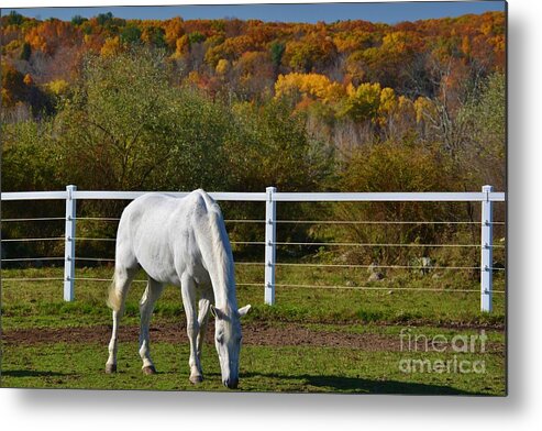 Horse Metal Print featuring the photograph Foliage at the Farm by Tammie Miller
