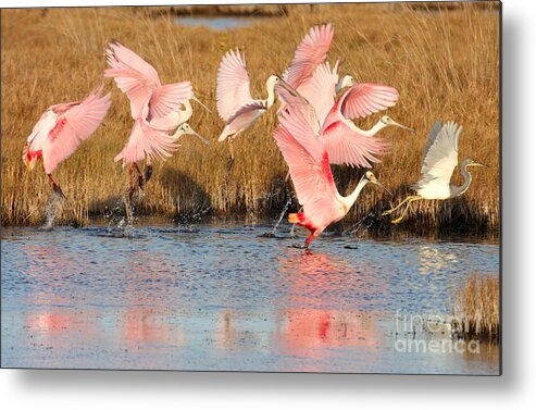 Spoonbill Metal Print featuring the photograph Follow the Leader by Jennifer Zelik