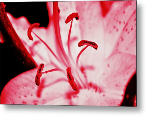 Flower Metal Print featuring the photograph For Mom by Heather L Wright