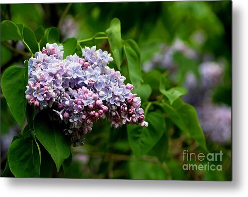 Lilac Metal Print featuring the photograph For The Love Of Lilac by Living Color Photography Lorraine Lynch